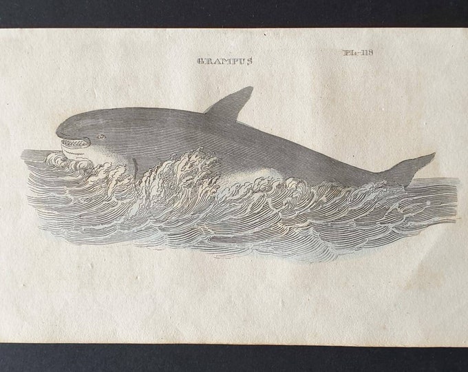 Original 1821 hand coloured animal print - Grampus