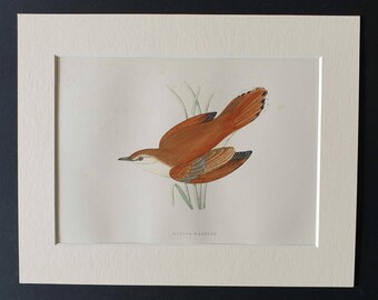 Rufous Warbler - Original 1891 hand coloured bird print in mount