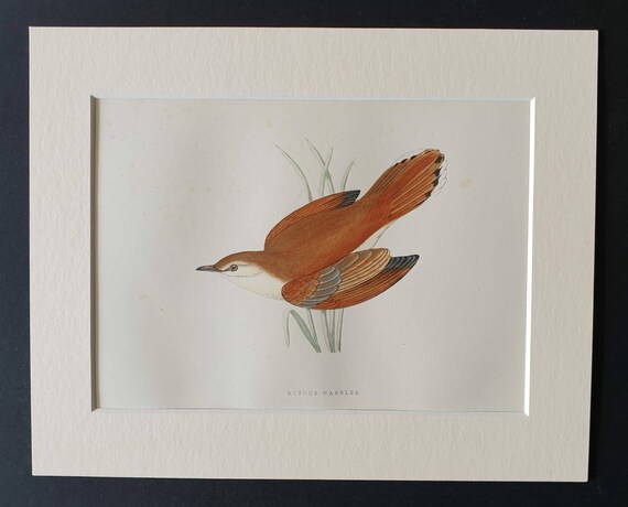 Original 1891 hand coloured bird print in mount - Rufous Warbler