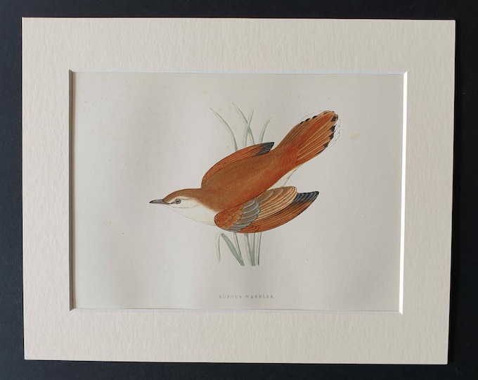 Original 1891 hand coloured bird print in mount - Rufous Warbler