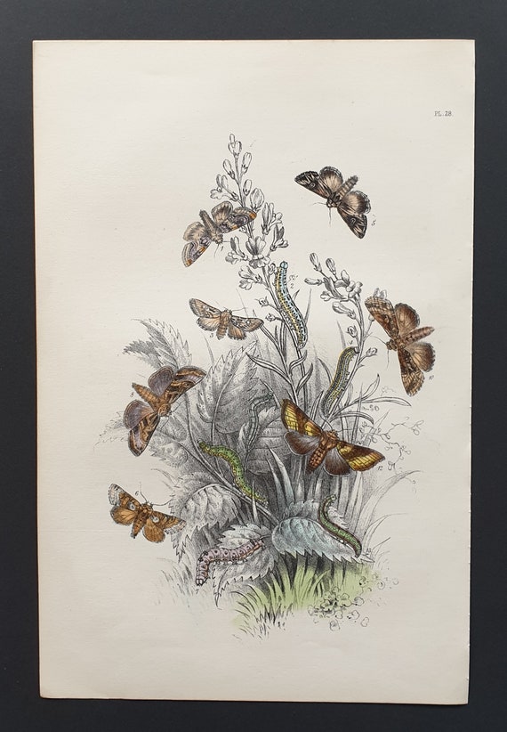 The Flax Moth and others - Original hand coloured 1860 print