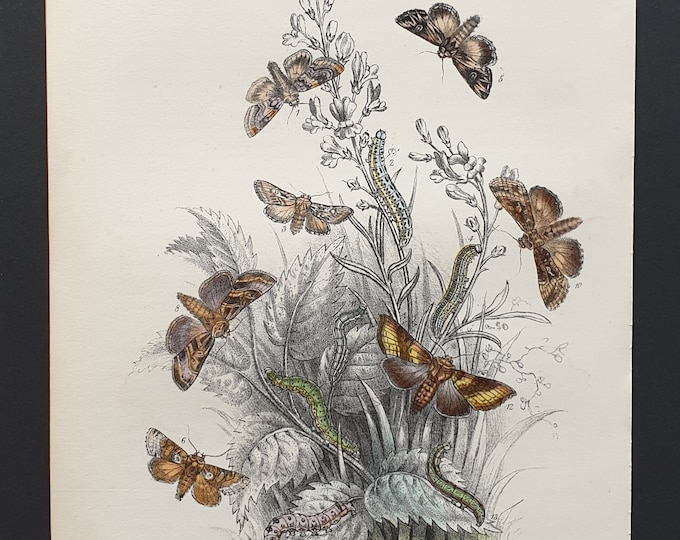 The Flax Moth and others - Original hand coloured 1860 print