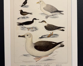 Birds - Plate 66 - Original 1898 Antique Print