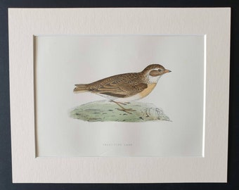 Short Toed Lark - Original 1891 hand coloured bird print in mount