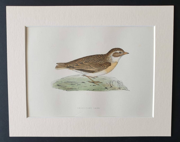 Original 1891 hand coloured bird print in mount - Short Toed Lark