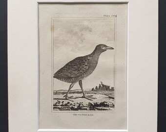 The Water Rail -  Original 1812 Buffon print in mount (204)
