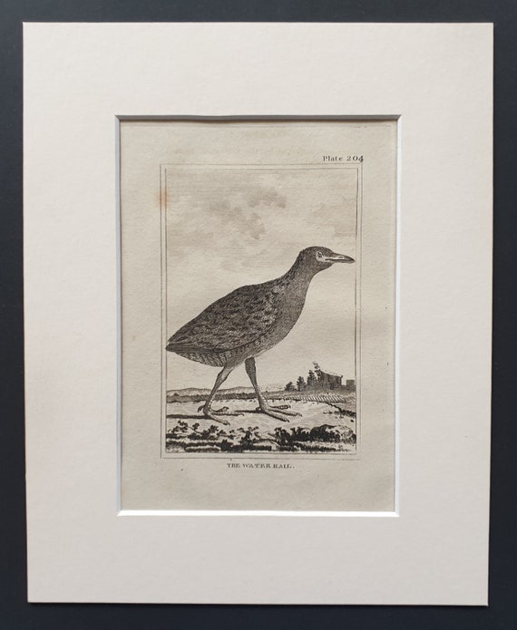 The Water Rail -  Original 1812 Buffon print in mount (204)