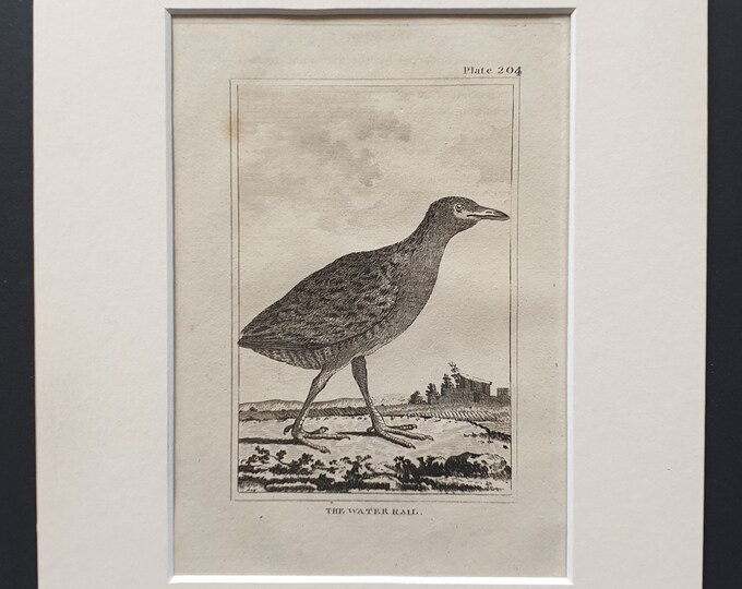 The Water Rail -  Original 1812 Buffon print in mount (204)
