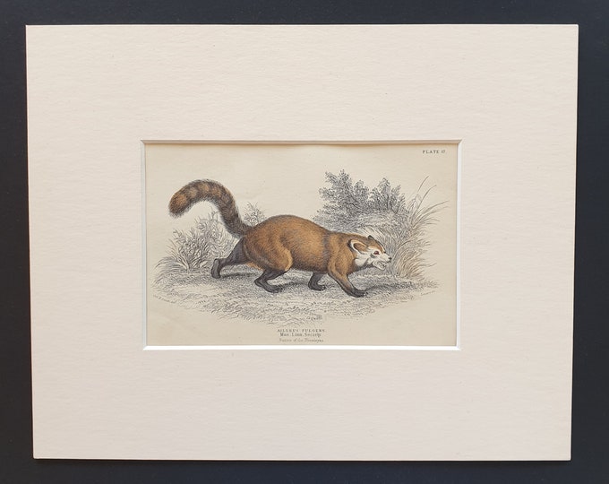 Shining Panda  - Original 1842 hand coloured print in mount