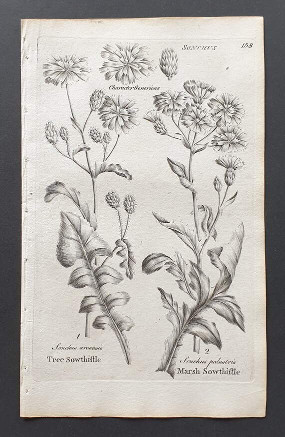 Tree and Marsh Sowthistle - Original 1802 Culpeper engraving (158)