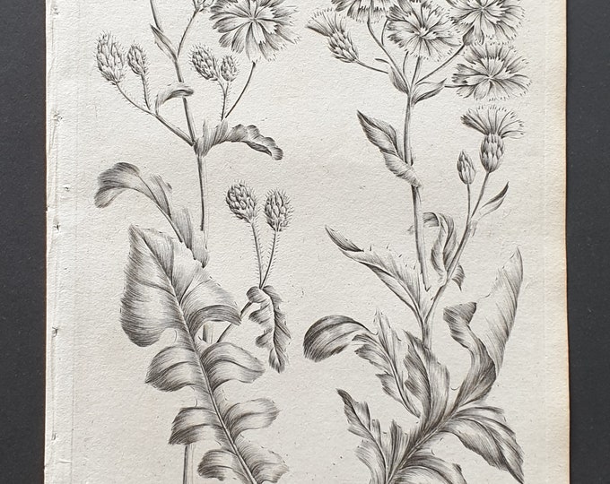 Tree and Marsh Sowthistle - Original 1802 Culpeper engraving (158)