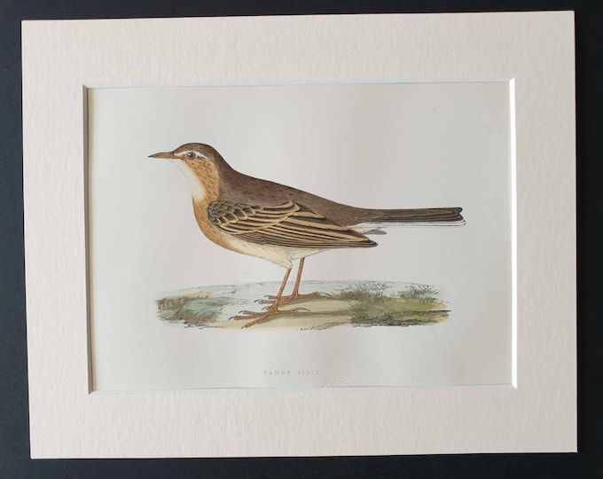Original 1891 hand coloured bird print in mount - Tawny Pipit
