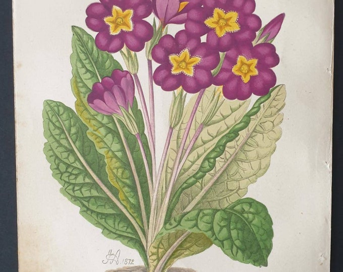 Original 1873 Floral World print - Lady Madeline Taylour