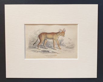 Greyhound Dhole - Original 1842 hand coloured print in mount