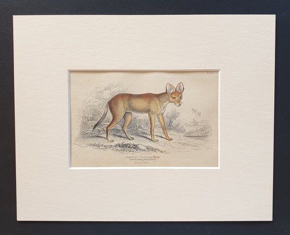 Greyhound Dhole - Original 1842 hand coloured print in mount