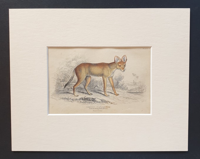 Greyhound Dhole - Original 1842 hand coloured print in mount