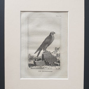 May include: Black and white print of a falcon perched on a rock, with the text "THE YOUNG FALCON" below. The print is framed in a white mat.