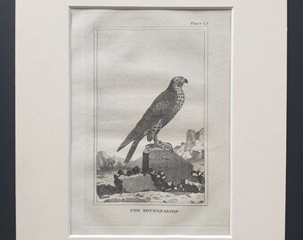 The Young Falcon - Original 1812 Buffon print in mount (15)