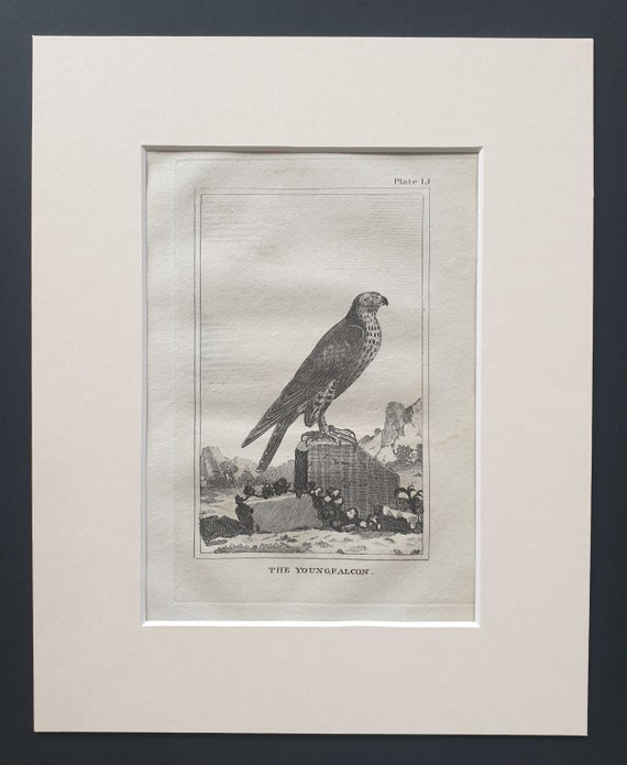 The Young Falcon - Original 1812 Buffon print in mount (15)