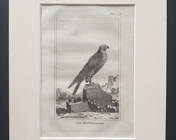 The Young Falcon - Original 1812 Buffon print in mount (15)