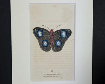 The Bolina Butterfly - Original 1832 Hand Coloured Antique Print