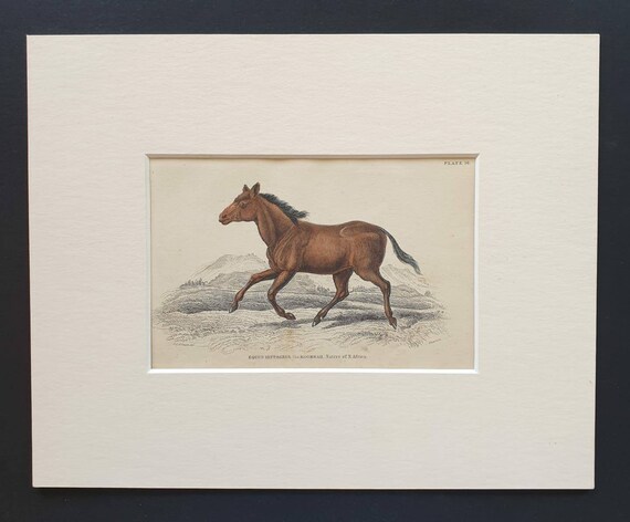 Original 1841 hand coloured horse print - Equus Hippagrus, the Koomrah