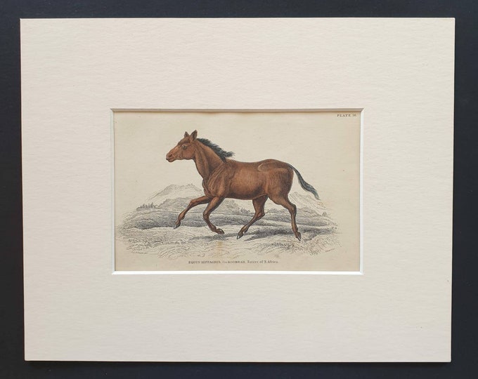 Original 1841 hand coloured horse print - Equus Hippagrus, the Koomrah
