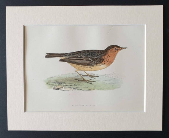 Original 1891 hand coloured bird print in mount - Red Throated Pipit