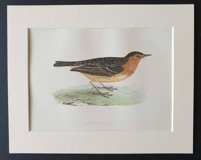 Original 1891 hand coloured bird print in mount - Red Throated Pipit