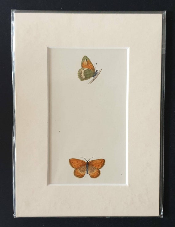 Original 1890 butterflies print in mount