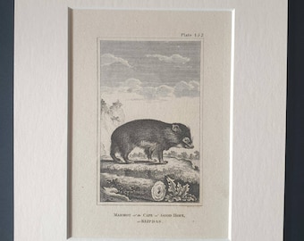 Marmot of the Cape of Good Hope or Klipdas - Original 1812 Buffon print in mount