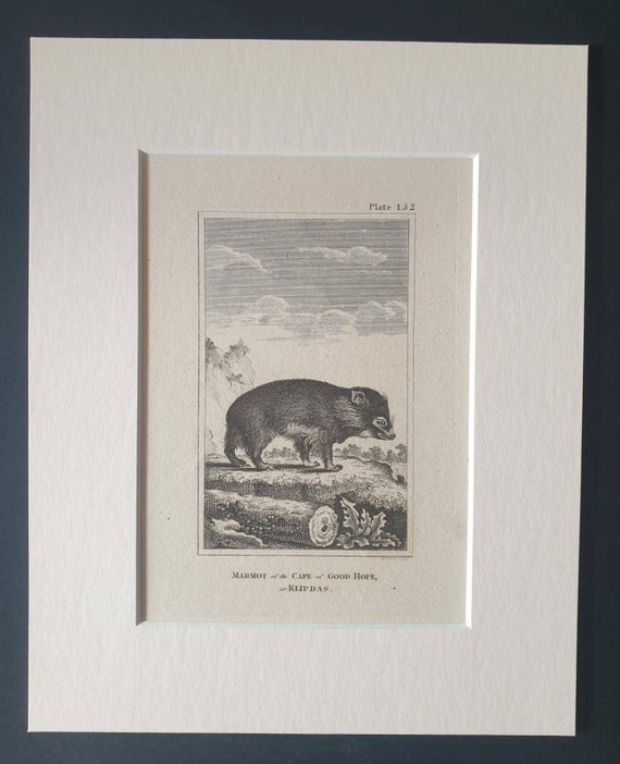 Original 1812 Buffon print in mount - Marmot of the Cape of Good Hope or Klipdas