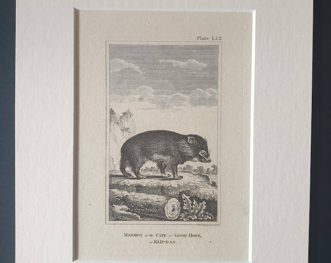 Original 1812 Buffon print in mount - Marmot of the Cape of Good Hope or Klipdas