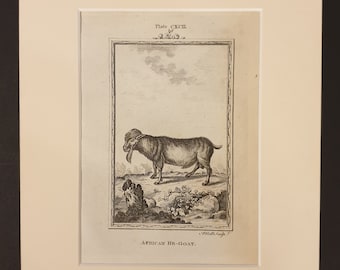 African He Goat - Original 1791 Buffon print in mount