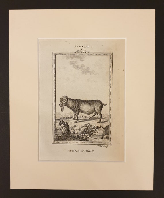 African He Goat - Original 1791 Buffon print in mount