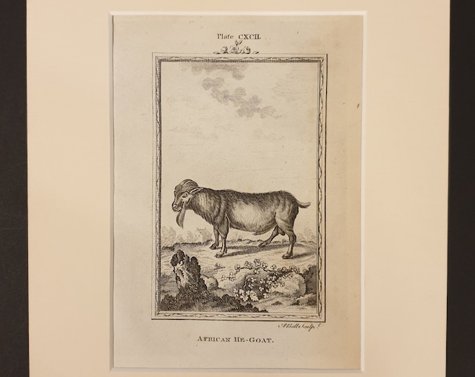 African He Goat - Original 1791 Buffon print in mount
