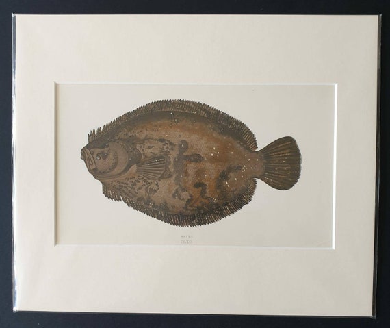 Brill - Original 1866 'History of the Fishes of the British Islands' print