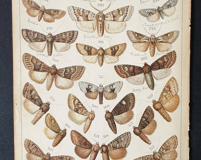 Original 1915 Butterfly and Moth print - Plate 17