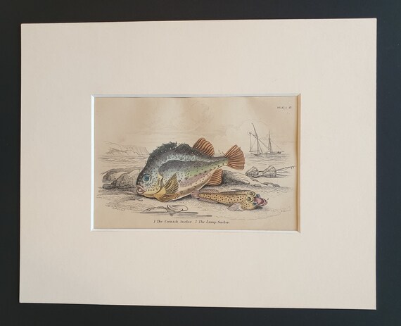 The Cornish Sucker, The Lump Sucker - Original c1860 hand coloured fish print in mount