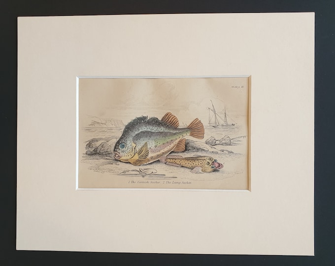 The Cornish Sucker, The Lump Sucker - Original c1860 hand coloured fish print in mount