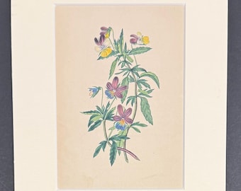 The Heartsease, Or Pansy Flower - Original 1836 Antique Botanical Print