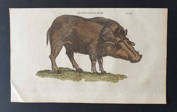 Original 1821 hand coloured animal print - Aetheopian Hog