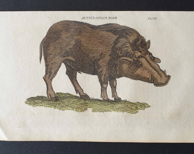 Original 1821 hand coloured animal print - Aetheopian Hog
