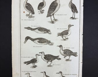 Birds - Original c1785 Antique Print