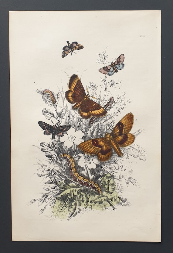 Small Chocolate Tips, December Moths and others - Original hand coloured 1860 print