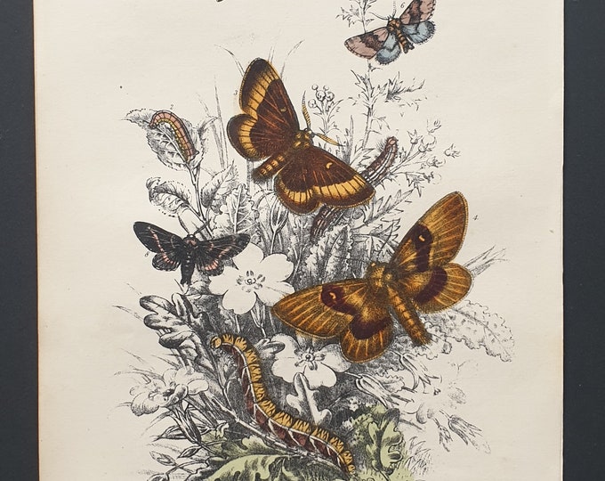 Small Chocolate Tips, December Moths and others - Original hand coloured 1860 print