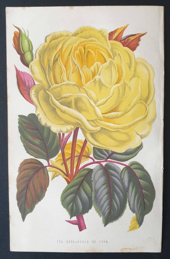 Original 1873 Floral World print - Tea Rose Perle de Lyon
