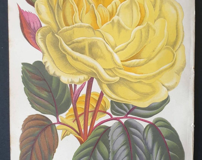 Original 1873 Floral World print - Tea Rose Perle de Lyon