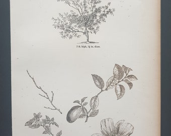 The Chinese Quince Tree - Original 1844 print