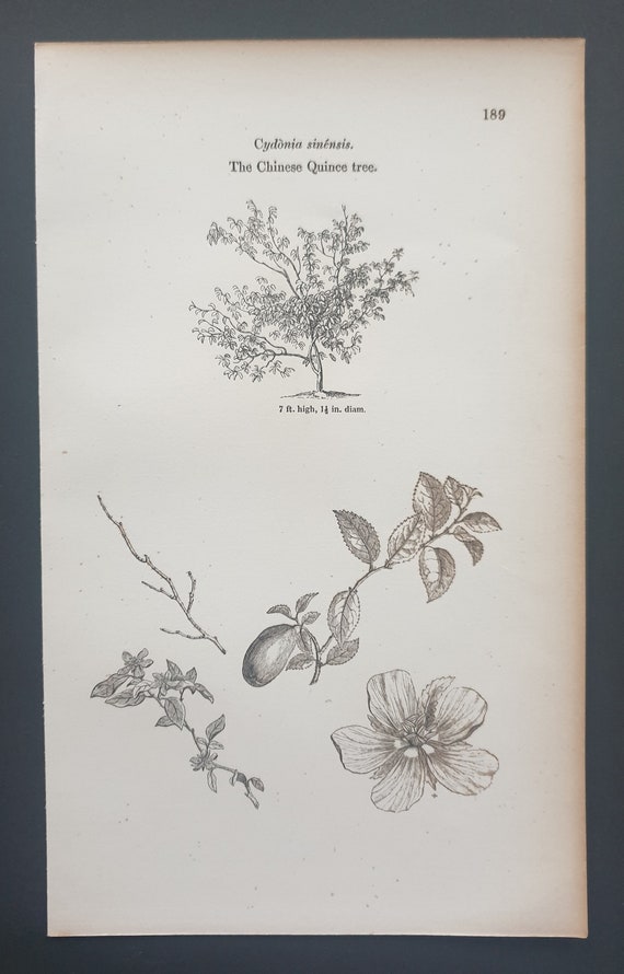 The Chinese Quince Tree - Original 1844 print